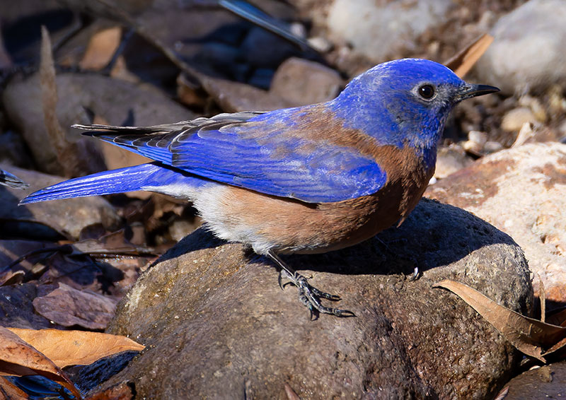 Western Bluebird Sialia mexicana 