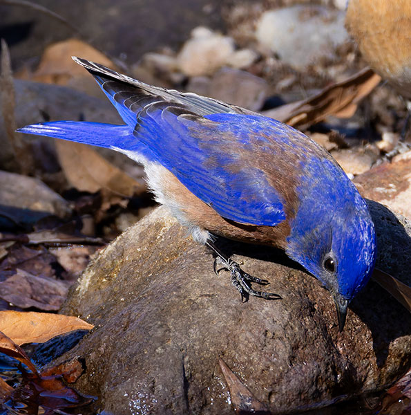Western Bluebird Sialia mexicana 