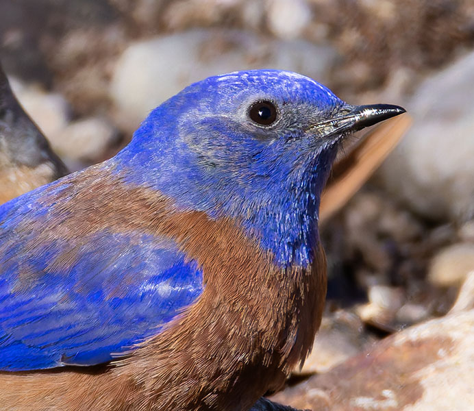 Western Bluebird Sialia mexicana 
