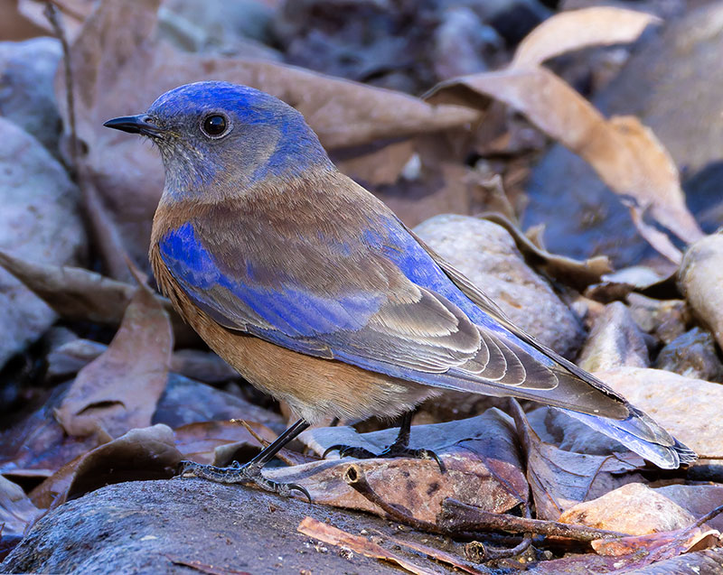 Western Bluebird Sialia mexicana 