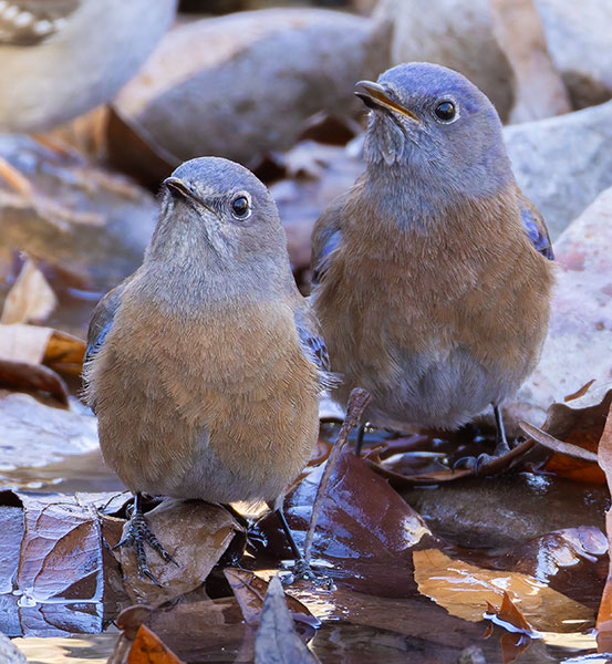 Western Bluebird Sialia mexicana 
