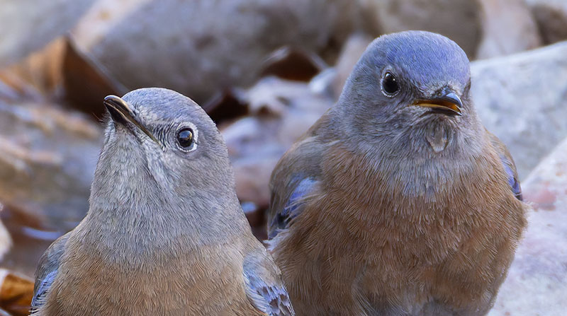 Western Bluebird Sialia mexicana 