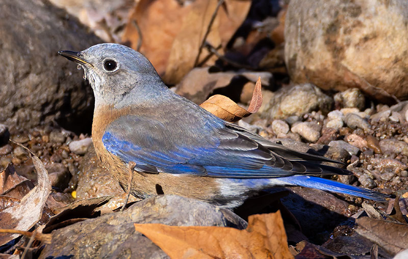 Western Bluebird Sialia mexicana 