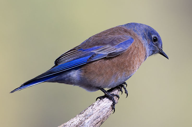 Western Bluebird Sialia mexicana 