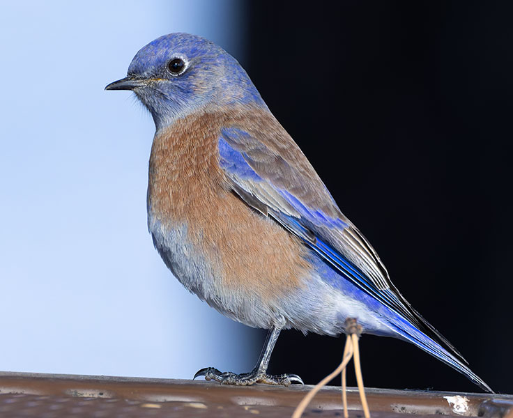 Western Bluebird Sialia mexicana 