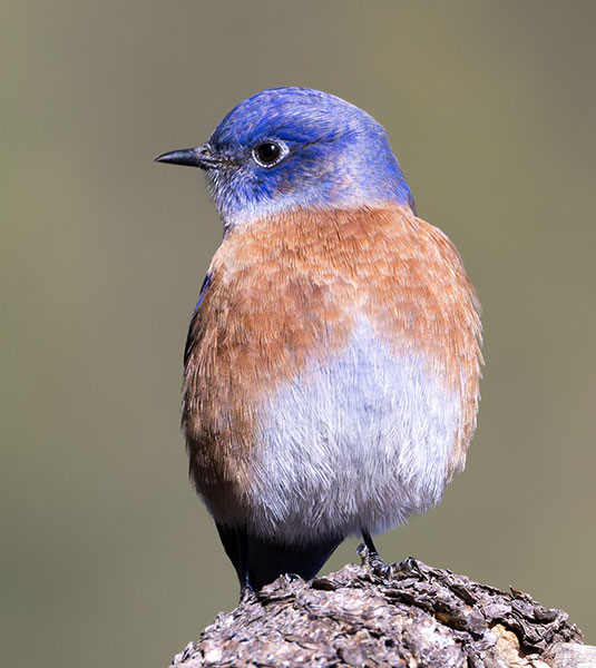 Western Bluebird Sialia mexicana 