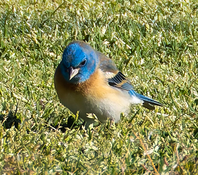 Lazuli Bunting Passerina amoena 