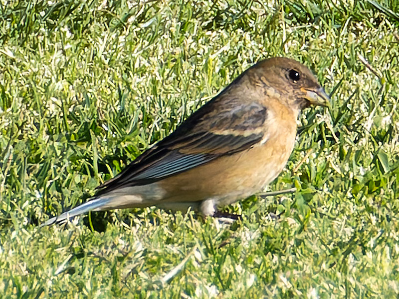 Lazuli Bunting Passerina amoena 