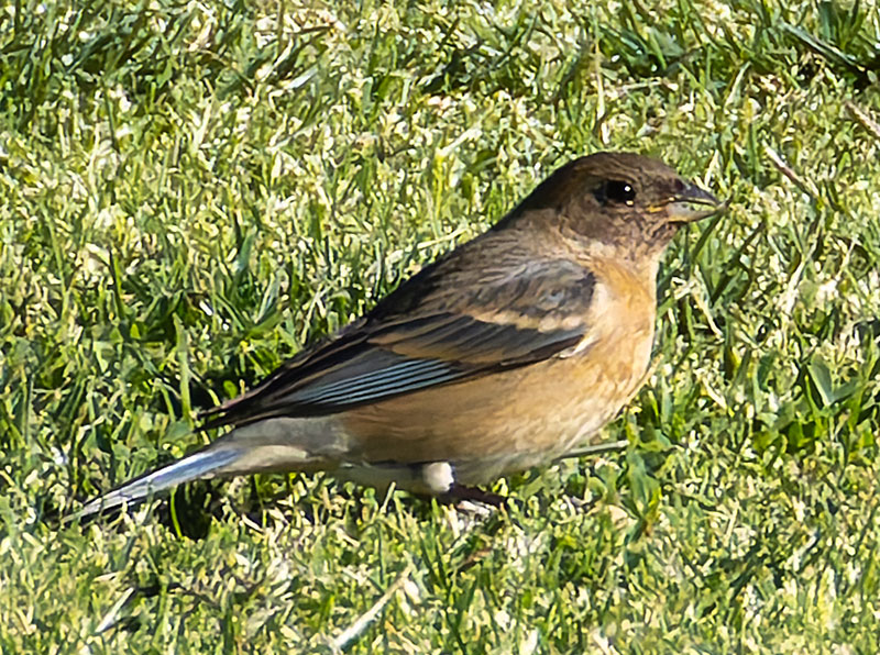 Lazuli Bunting Passerina amoena 