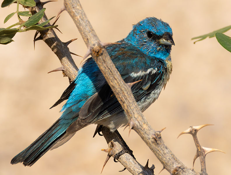Lazuli Bunting Passerina amoena 