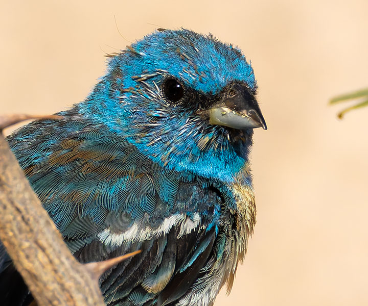 Lazuli Bunting Passerina amoena 