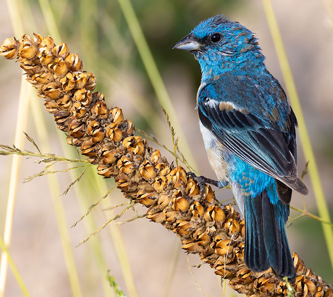 Lazuli Bunting Passerina amoena 