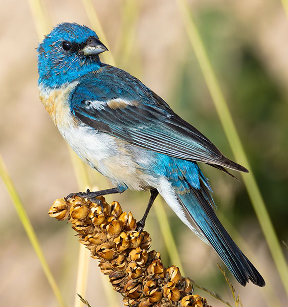 Lazuli Bunting Passerina amoena 