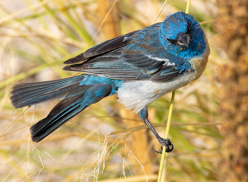 Lazuli Bunting Passerina amoena 
