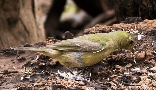 Painted Bunting Passerina ciris