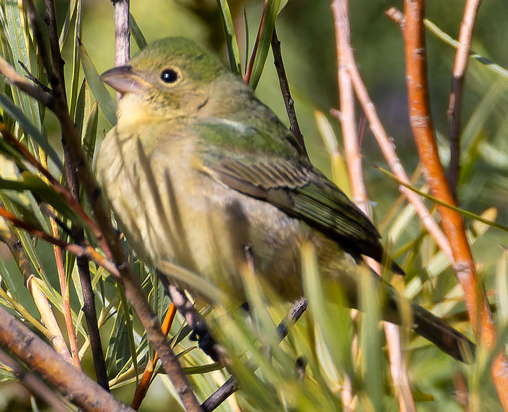Painted Bunting Passerina ciris
