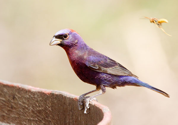 Varied Bunting Passerina versicolor