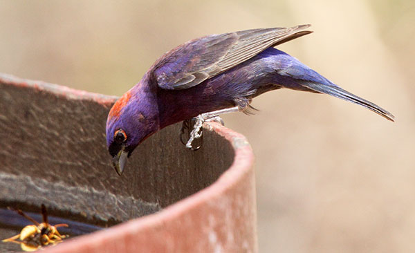 Varied Bunting Passerina versicolor