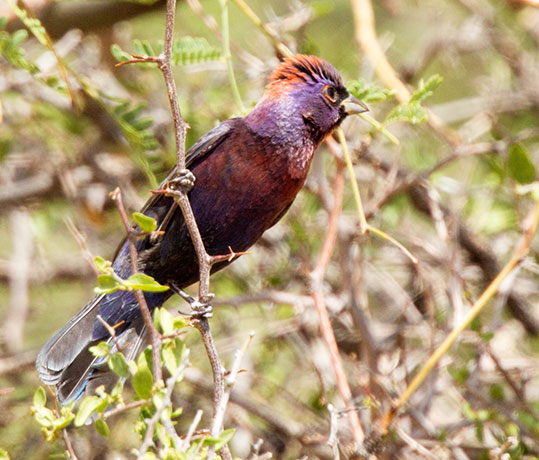 Varied Bunting Passerina versicolor