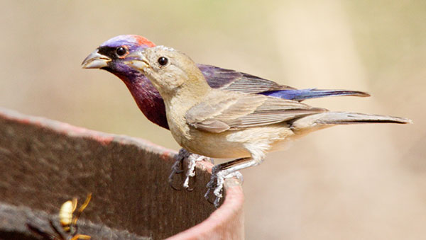 Varied Bunting Passerina versicolor