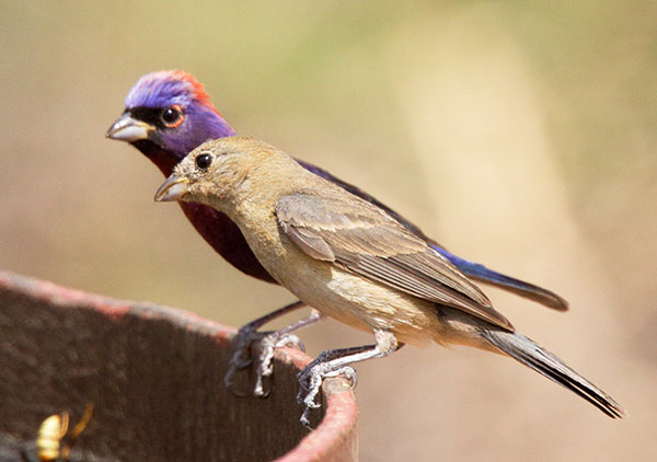 Varied Bunting Passerina versicolor