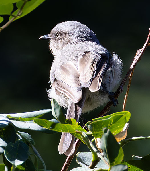 Bushtit Psaltriparus minimus 