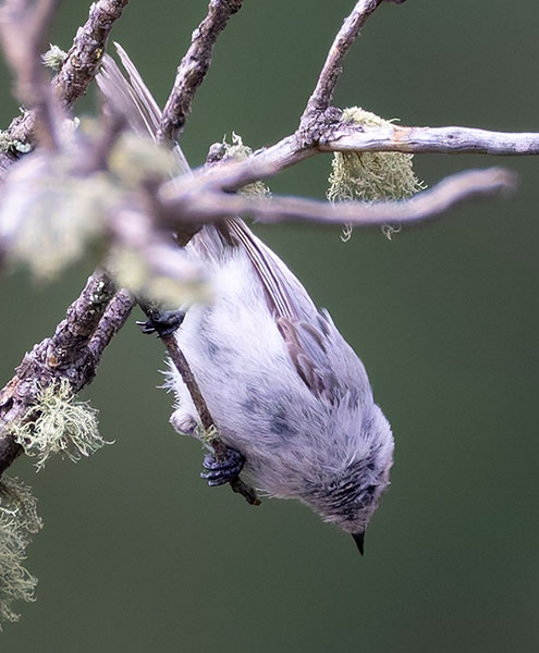 Bushtit Psaltriparus minimus 