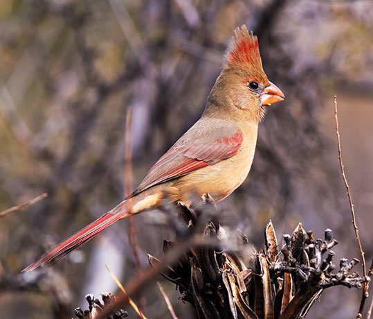 Northern Cardinal Cardinalis cardinalis 