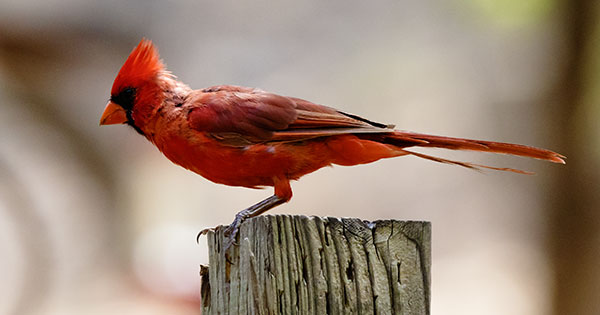 Northern Cardinal Cardinalis cardinalis 