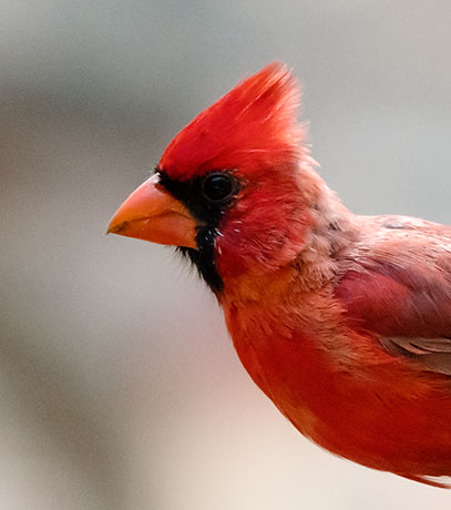 Northern Cardinal Cardinalis cardinalis 