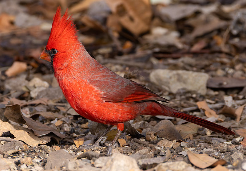 Northern Cardinal Cardinalis cardinalis 