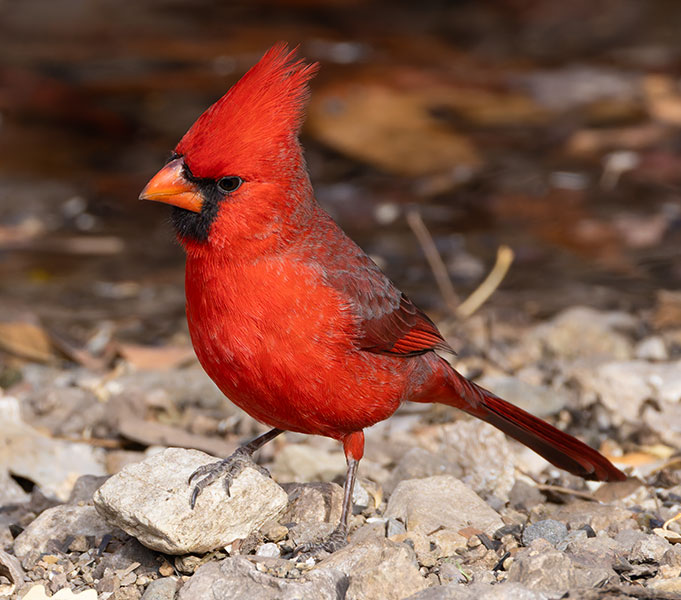 Northern Cardinal Cardinalis cardinalis 