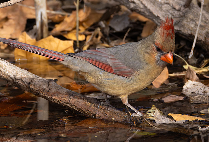 Northern Cardinal Cardinalis cardinalis 
