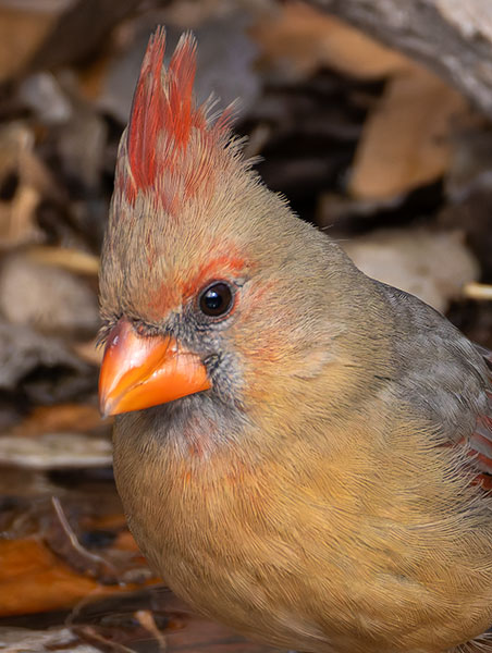 Northern Cardinal Cardinalis cardinalis 