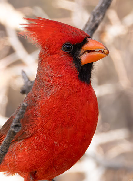 Northern Cardinal Cardinalis cardinalis 