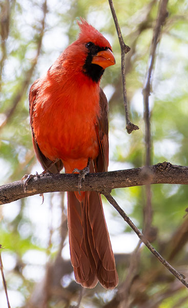 Northern Cardinal Cardinalis cardinalis 