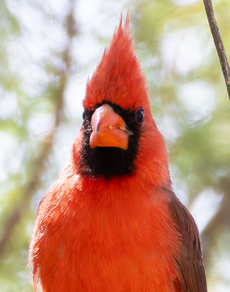Northern Cardinal Cardinalis cardinalis 