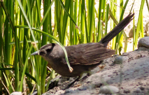 Gray Catbird Dumetella carolinensis 