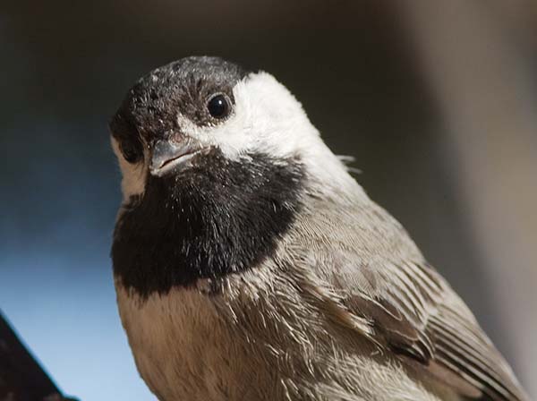 Mexican Chickadee Poecile sclateri 