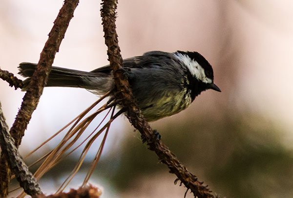 Mexican Chickadee Poecile sclateri 