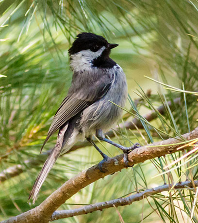 Mexican Chickadee Poecile sclateri 