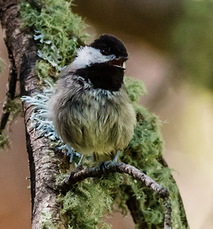 Mexican Chickadee Poecile sclateri 