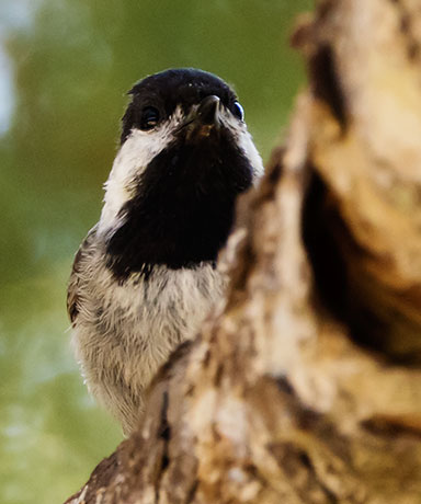 Mexican Chickadee Poecile sclateri 