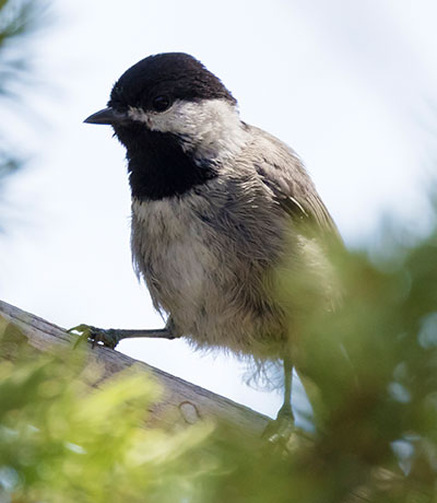 Mexican Chickadee Poecile sclateri 