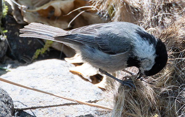 Mexican Chickadee Poecile sclateri 