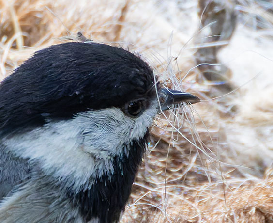 Mexican Chickadee Poecile sclateri 