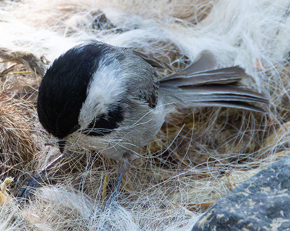 Mexican Chickadee Poecile sclateri 