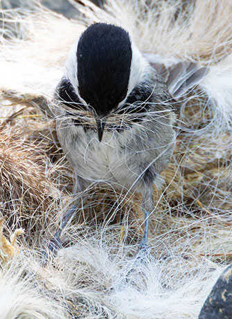 Mexican Chickadee Poecile sclateri 