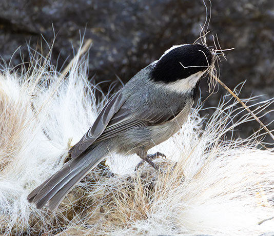 Mexican Chickadee Poecile sclateri 