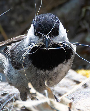 Mexican Chickadee Poecile sclateri 
